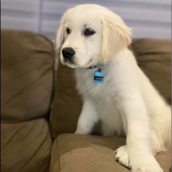 Meet your Posher, James - Picture 1 of 1